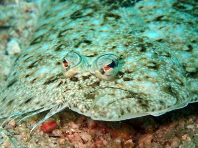 Sole Flatfish