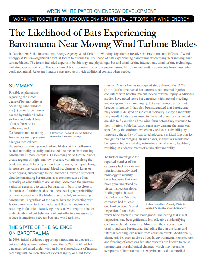 Bats and Barotrauma Short Science Summary