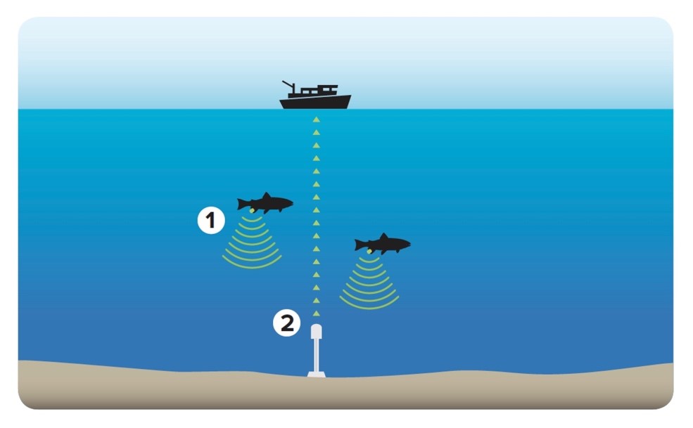 Fish tracking is the basis of the RAP biological data set: tagged fish (1) transmit a signal captured by acoustic receivers (2).