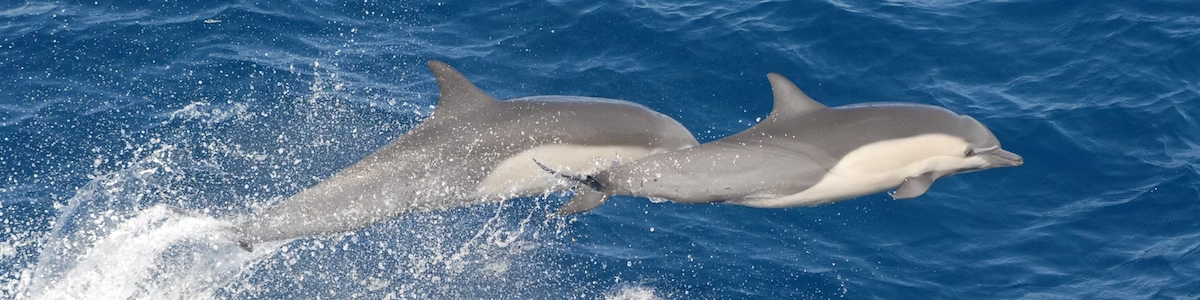 Dolphins (Credit: NOAA)