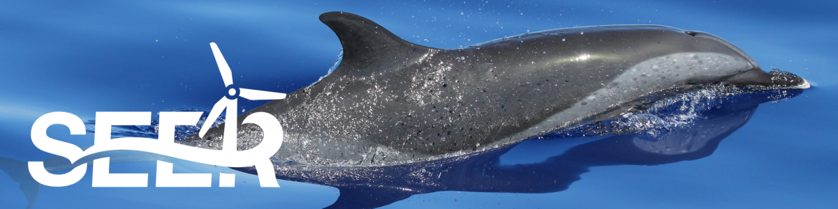 Pantropical Spotted Dolphin (Credit: NOAA/NMFS/PIFSC)